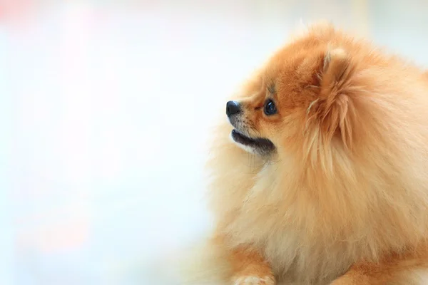 Pomeranian köpeği beyaz arkaplanda izole edildi — Stok fotoğraf