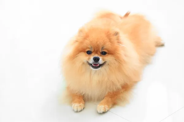 Chien poméranien isolé sur fond blanc — Photo