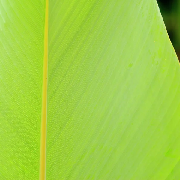 Arkaplan için yeşil yaprak — Stok fotoğraf