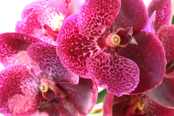 Orchid flowers — Stock Photo, Image