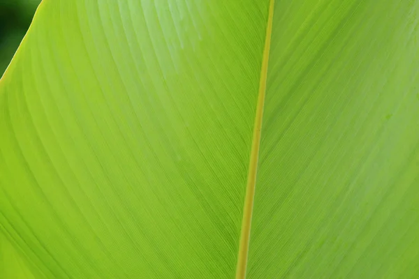 Hoja verde para el fondo — Foto de Stock