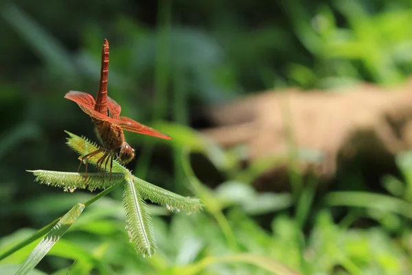 Libellule rouge gros plan — Photo