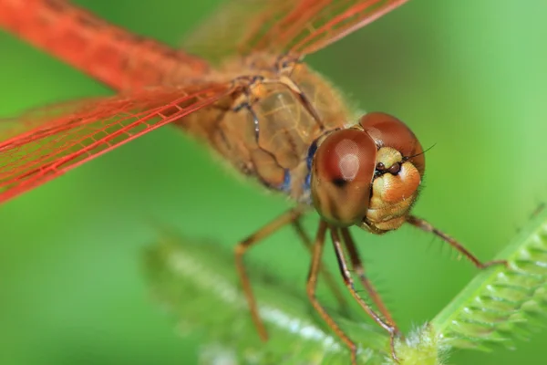 Libellule rouge gros plan — Photo