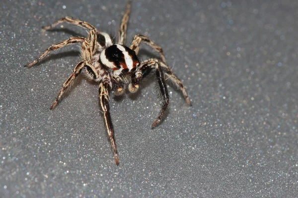 Aranha saltitante — Fotografia de Stock