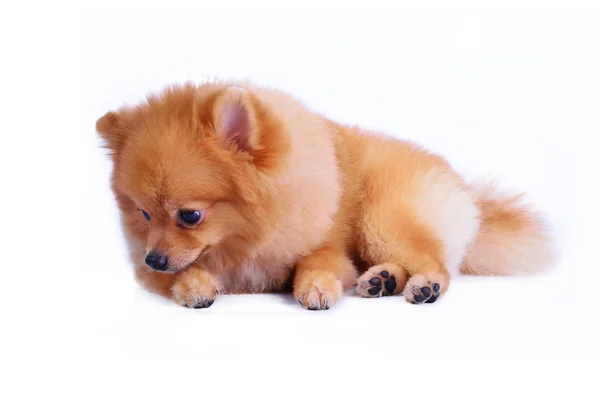 Pomeranian pes izolovaný na bílém pozadí — Stock fotografie