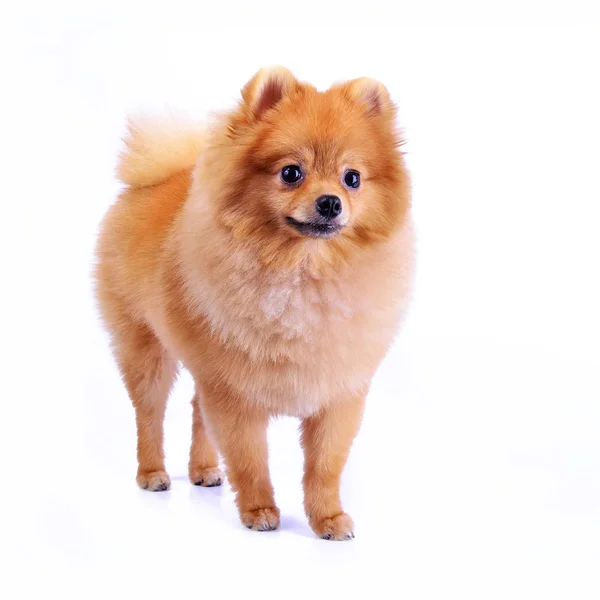 Perro pomerania aislado sobre fondo blanco — Foto de Stock