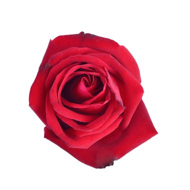 kırmızı gül beyaz arkaplanda izole