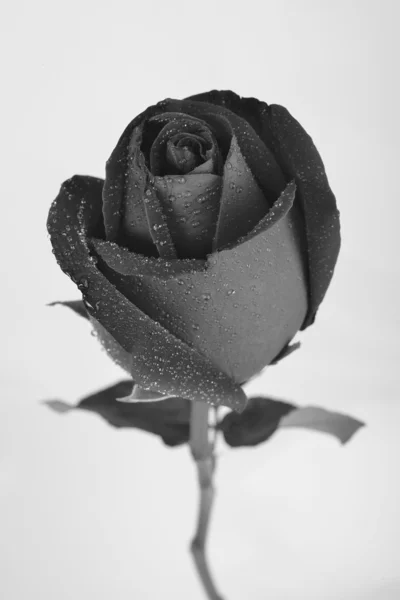 Fleur rose noire, noir et blanc — Photo