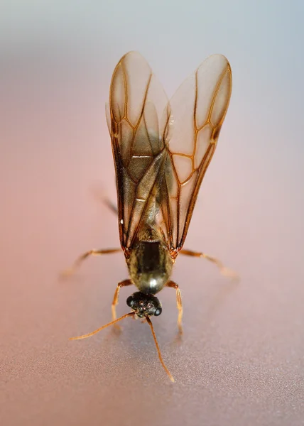 Pequeño insecto, hormiga blanca de termitas — Foto de Stock