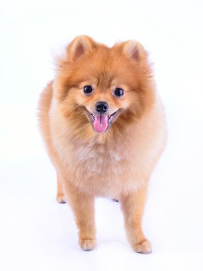 Pomeranian köpeği beyaz arkaplanda izole edildi