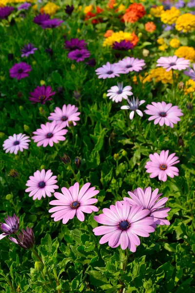 Flowers in the garden — Stock Photo, Image