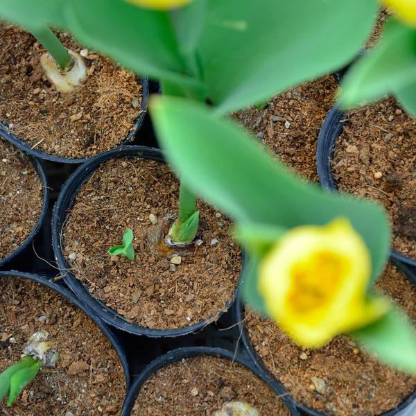 Bunga tulip di lapangan, bunga pertanian — Stok Foto