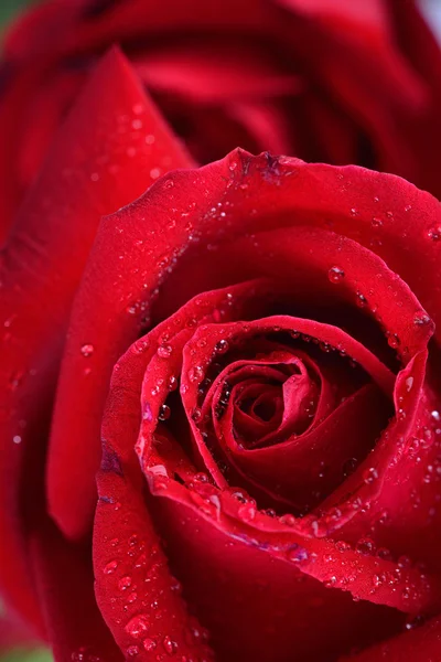 Rosa rossa fondo fiore, goccia di rugiada d'acqua sulla rosa — Foto Stock