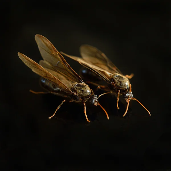 Pequeño insecto, hormiga blanca de termitas — Foto de Stock