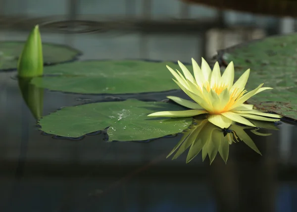 Lotus flower in pond, tropical flower in garden — Stock Photo, Image