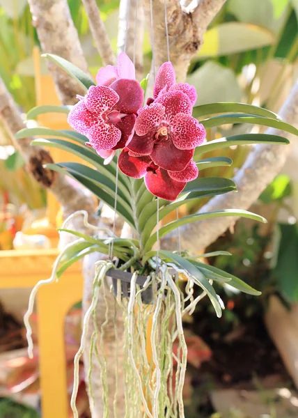 Flores de orquídea púrpura en jardín — Foto de Stock