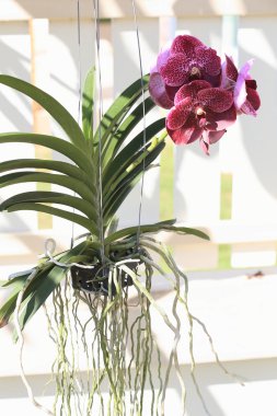 Mor orkide çiçekleri Bahçe