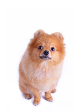 Pomeranian köpeği beyaz arkaplanda izole edildi