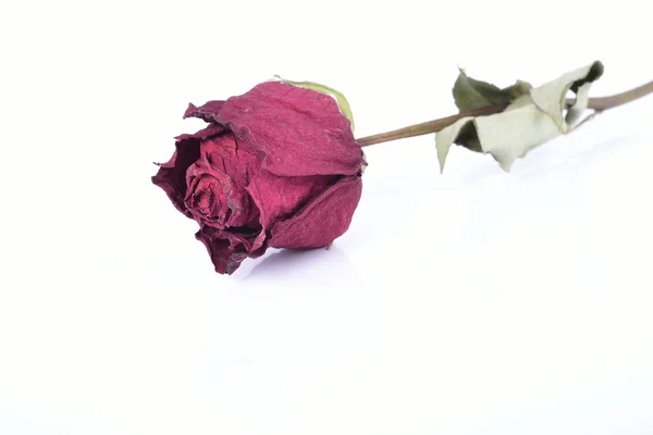 Rosa seca aislada sobre fondo blanco —  Fotos de Stock