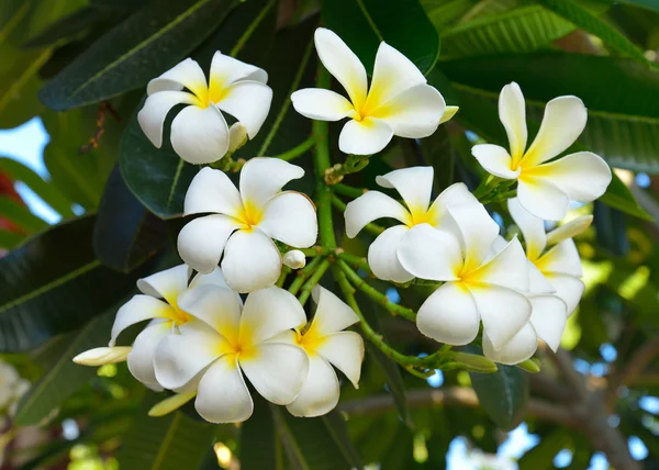 Frangipani tropické květiny, květy Plumeria — Stock fotografie