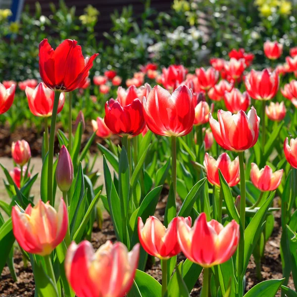 Beautiful red tulip flower, tulip in the garden field