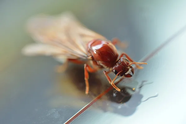 Petit insecte, fourmi blanche termite — Photo