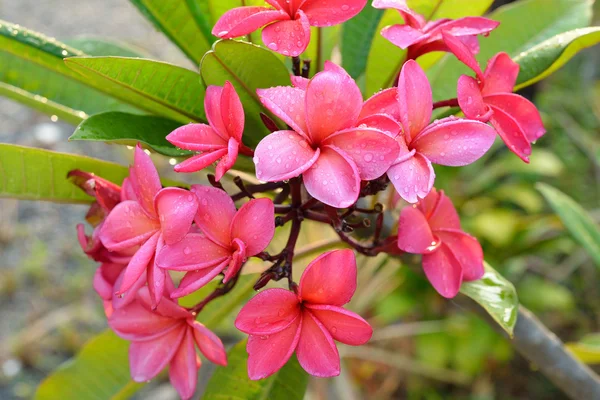 Frangipani tropical flowers, Plumeria flowers fresh — Stock Photo, Image