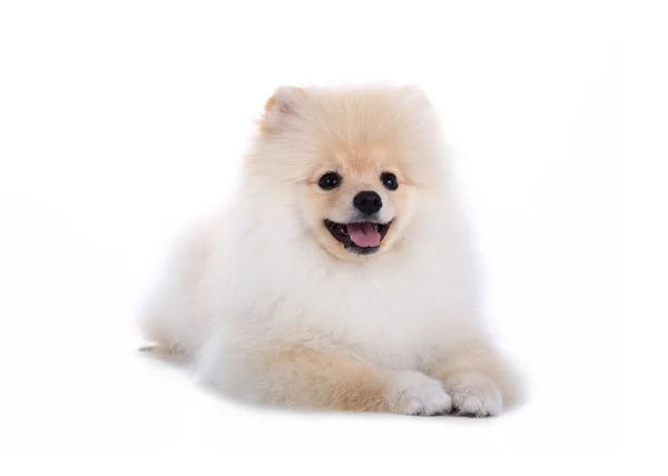 Witte Pommeren puppy hondje geïsoleerd op witte achtergrond — Stockfoto