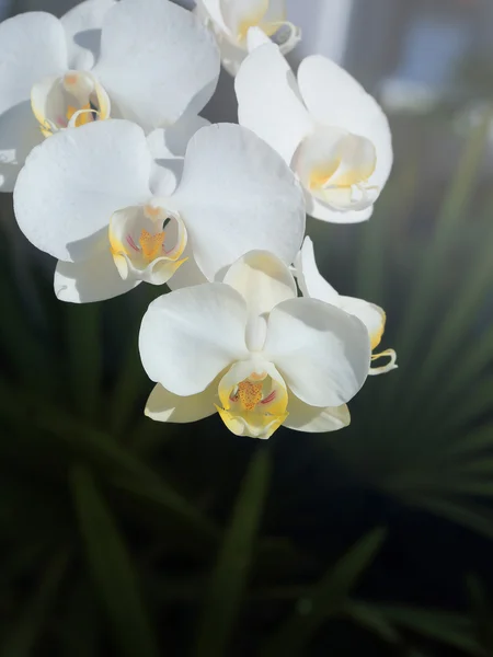 Fiori tropicali bianchi obambino — Foto Stock