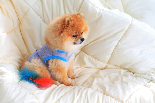 Mignon animal de compagnie dans la maison, chien de toilettage poméranien porter des vêtements sur le lit un — Photo