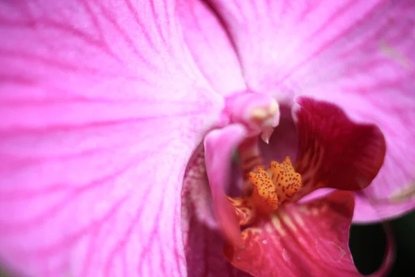 Primo piano carpel orchild fiori tropicali — Foto Stock
