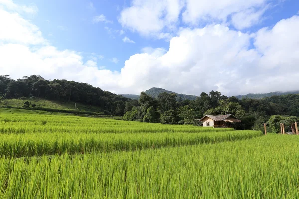 Сільське господарство Азії, тераса зелених рисових полів сезону землеробства — стокове фото