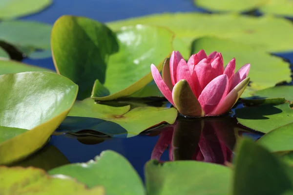 Pink lotus flower in pond, tropical flower in garden — Stock Photo, Image