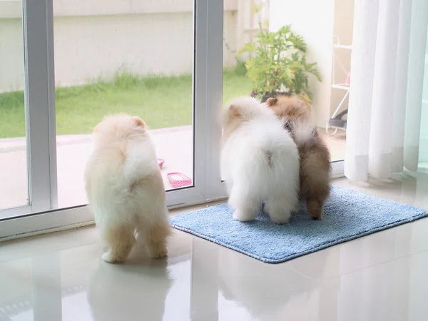 Three pomeranian puppy dogs in home looking for the owner — Stock Photo, Image