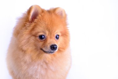 Pomeranian köpeği beyaz arkaplanda izole edildi