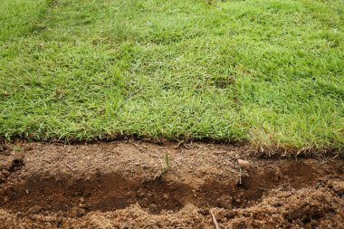 Yeni çimen, yeni çim çimen bahçede dikim