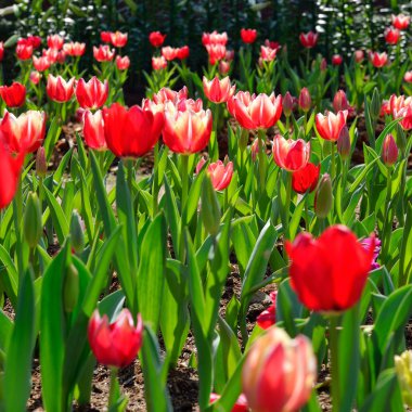 красивий червоний tulip квітка тюльпана садові поля