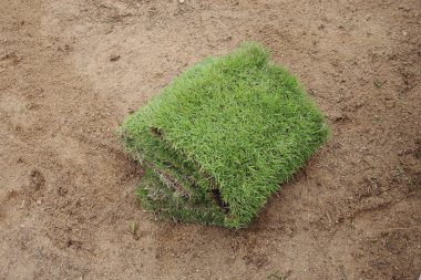 Yeni çimen, yeni çim çimen bahçede dikim