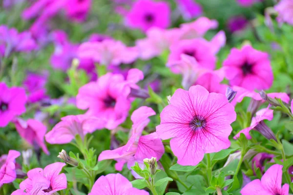 Fiori in giardino — Foto Stock