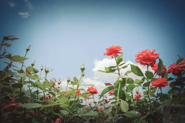 Rosa roja en el jardín con cielo azul, imagen de tono clásico — Foto de Stock
