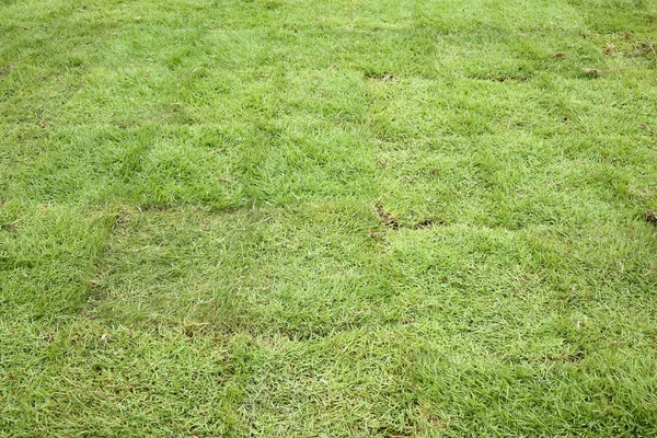 Nova grama, plantando nova grama de sod no jardim — Fotografia de Stock