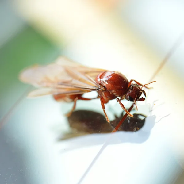 Pequeño insecto, hormiga blanca de termitas — Foto de Stock