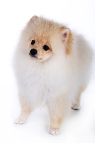 Vit pomeranian valp hund isolerad på vit bakgrund — Stockfoto