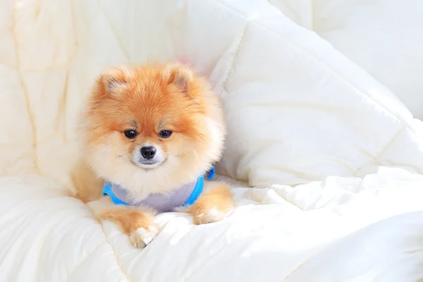 Mignon animal de compagnie dans la maison, vêtements de toilettage chien poméranie — Photo