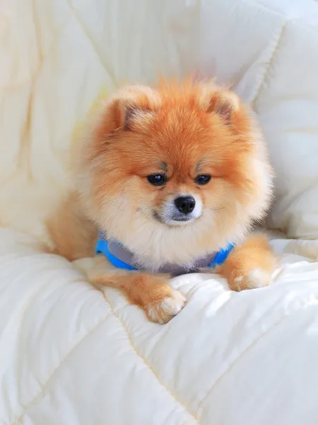 Mignon animal de compagnie dans la maison, vêtements de toilettage chien poméranie — Photo