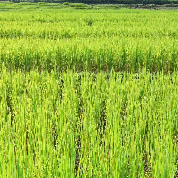 Landbouw van Azië, Terras groene rijstvelden van landbouw seizoen — Stockfoto