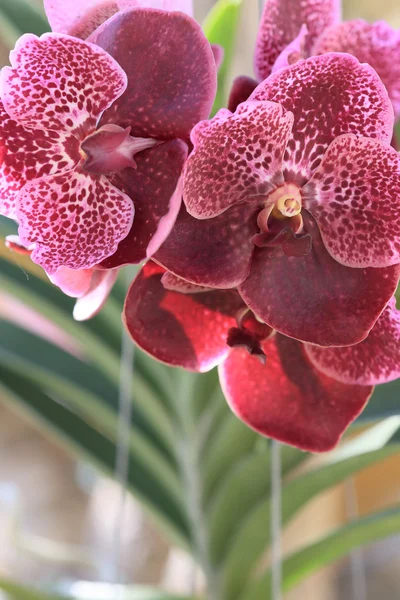 Purple orchid flowers in garden — Stock Photo, Image