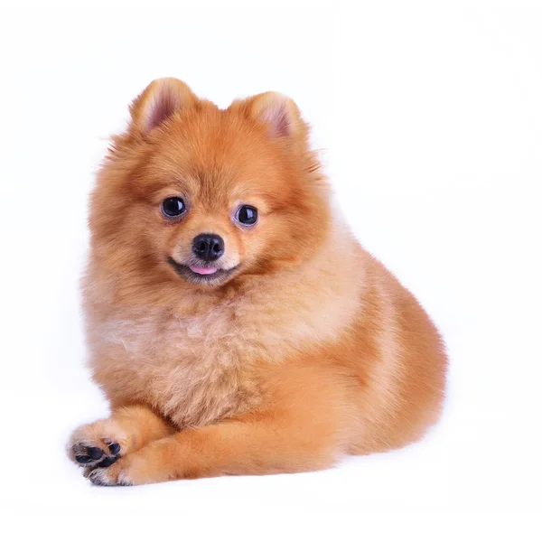 Chien poméranien isolé sur fond blanc — Photo