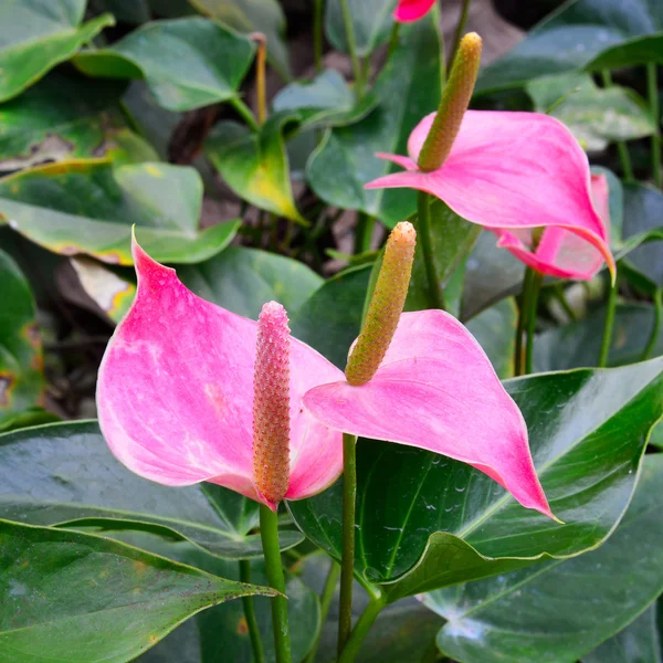 Kolba kwiat w lasach tropikalnych — Zdjęcie stockowe