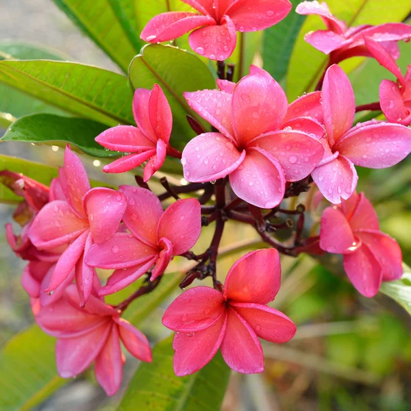 Frangipani tropical flowers, Plumeria flowers fresh — Stock Photo, Image